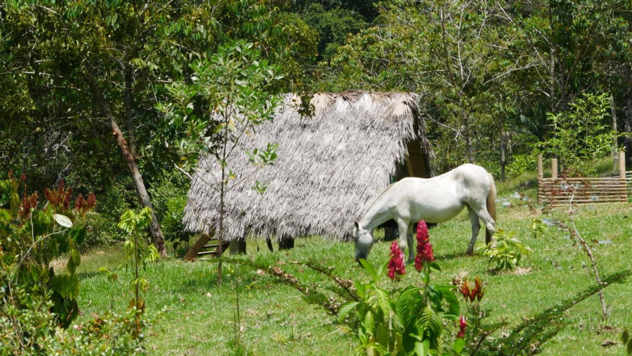 La Perla Negra - Black Pearl Eco Hostel San Rafael  Zewnętrze zdjęcie